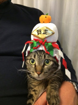 矢沢 ニャン吉の画像1