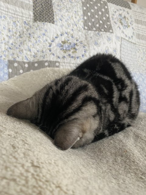 大滝 知美