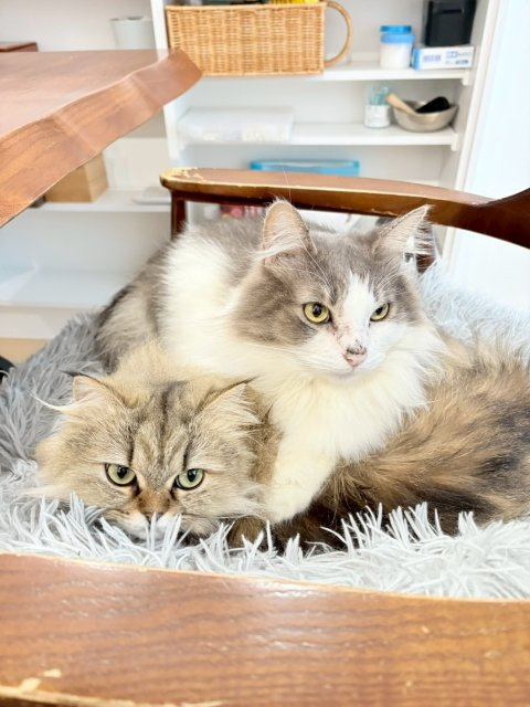 田中 智の画像3