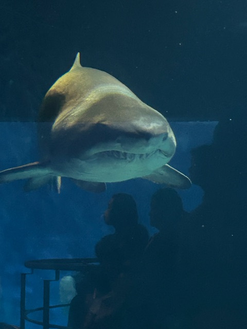 内田 　の画像3