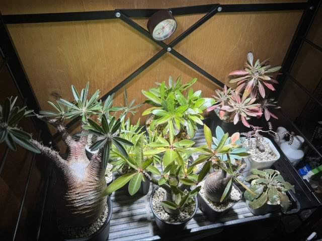 布施川 拓真の画像3