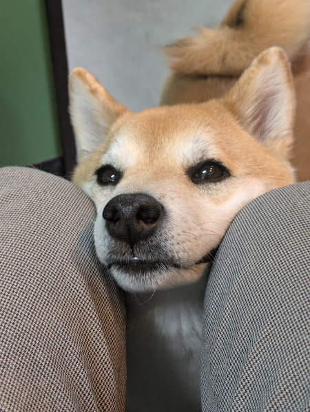 看板犬 もみじの画像2