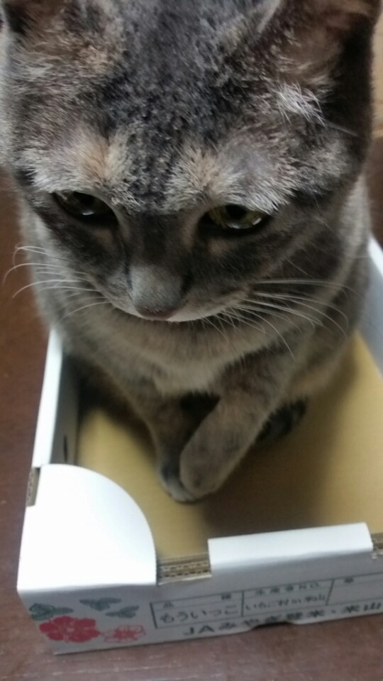 今野 恵美の画像3