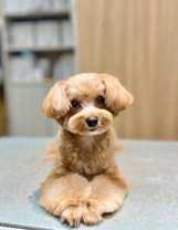 スタッフ 堀口の画像2