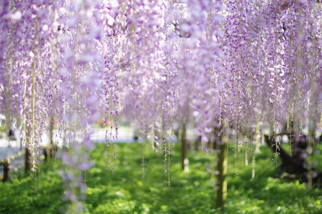 G ・ Aの画像2