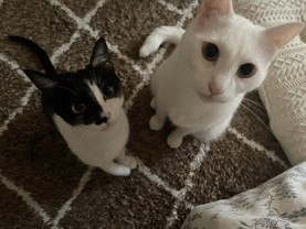 杉田 愛の画像2