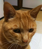 川村 成子の画像2