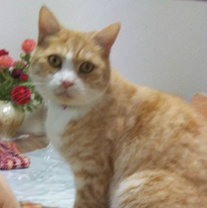 川村 成子の画像3