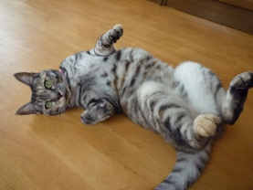 ショウ ♥の画像1