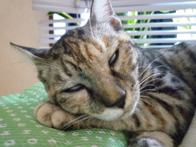 ショウ ♥の画像2