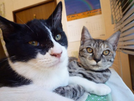 ショウ ♥の画像3