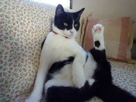 ハッチー ★の画像1