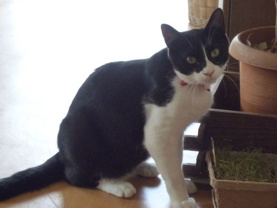 ハッチー ★の画像2