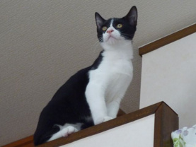 ハッチー ★の画像3