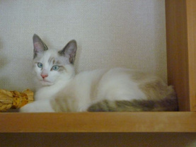 ユリ ♥の画像2