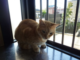 チョビ ★の画像3