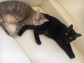 小野 旭の画像2