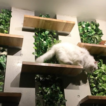 猫スタッフ きなり部長の画像2