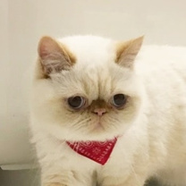 猫スタッフ わらび主任の画像1