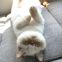 猫スタッフ わらび主任の画像2