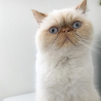 猫スタッフ わらび主任の画像3