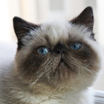 猫スタッフ ぽんず（アルバイトさん）の画像1