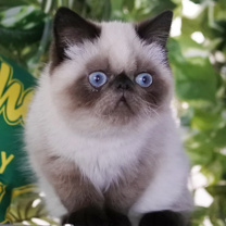 猫スタッフ ぽんず（アルバイトさん）の画像2