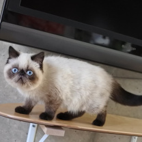 猫スタッフ ぽんず（アルバイトさん）の画像3