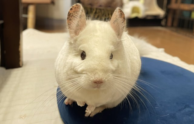 関根 恵梨の画像3