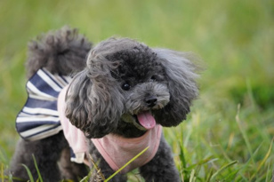 看板犬の　 きりぃちゃんの画像2