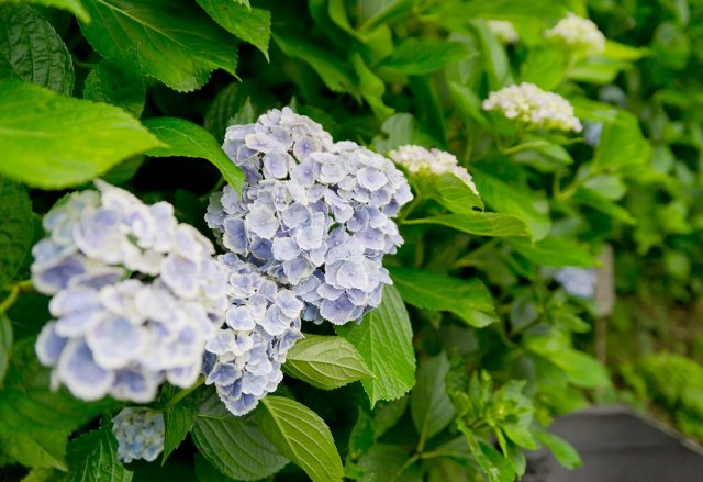 花城 美咲の画像1