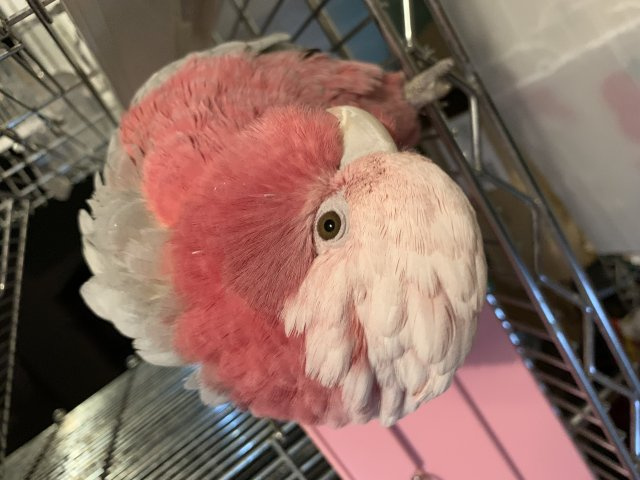 鶴ヶ島駅前店 　丸山の画像2