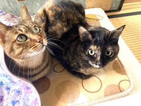 営業サポート 扇(おおぎ)の画像1